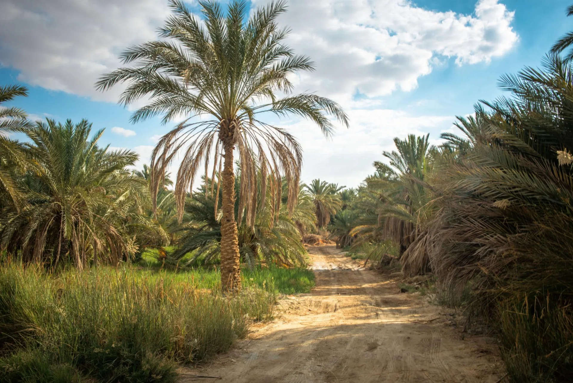 Relax in Siwa's Natural Springs and Palm Groves